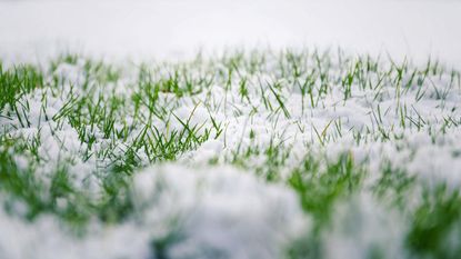 A snow-covered lawn up close