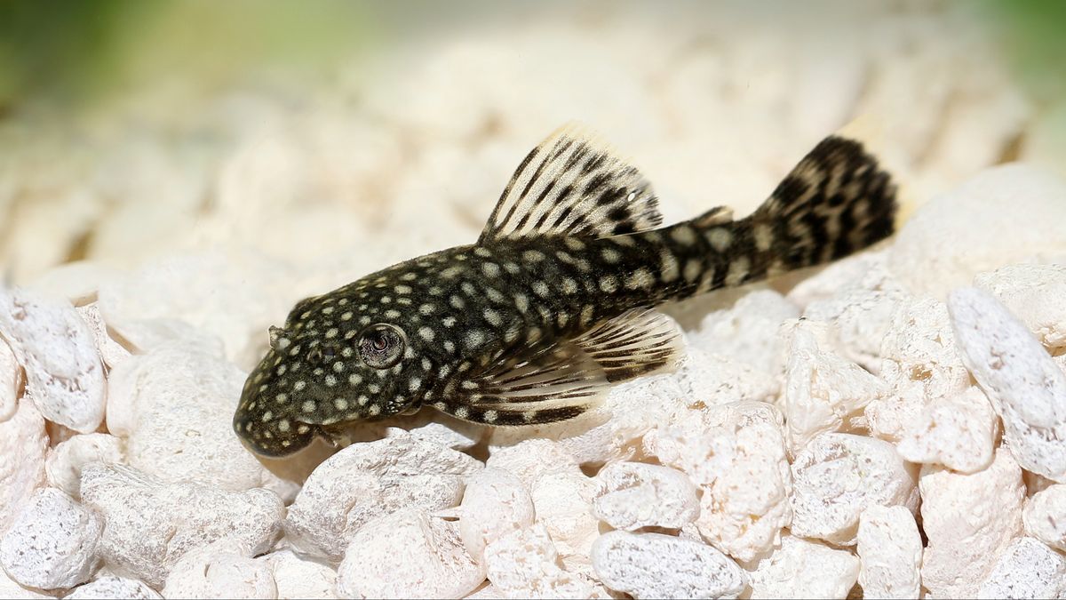 Fish That Clean 20 fish that clean the tank while looking pretty | PetsRadar