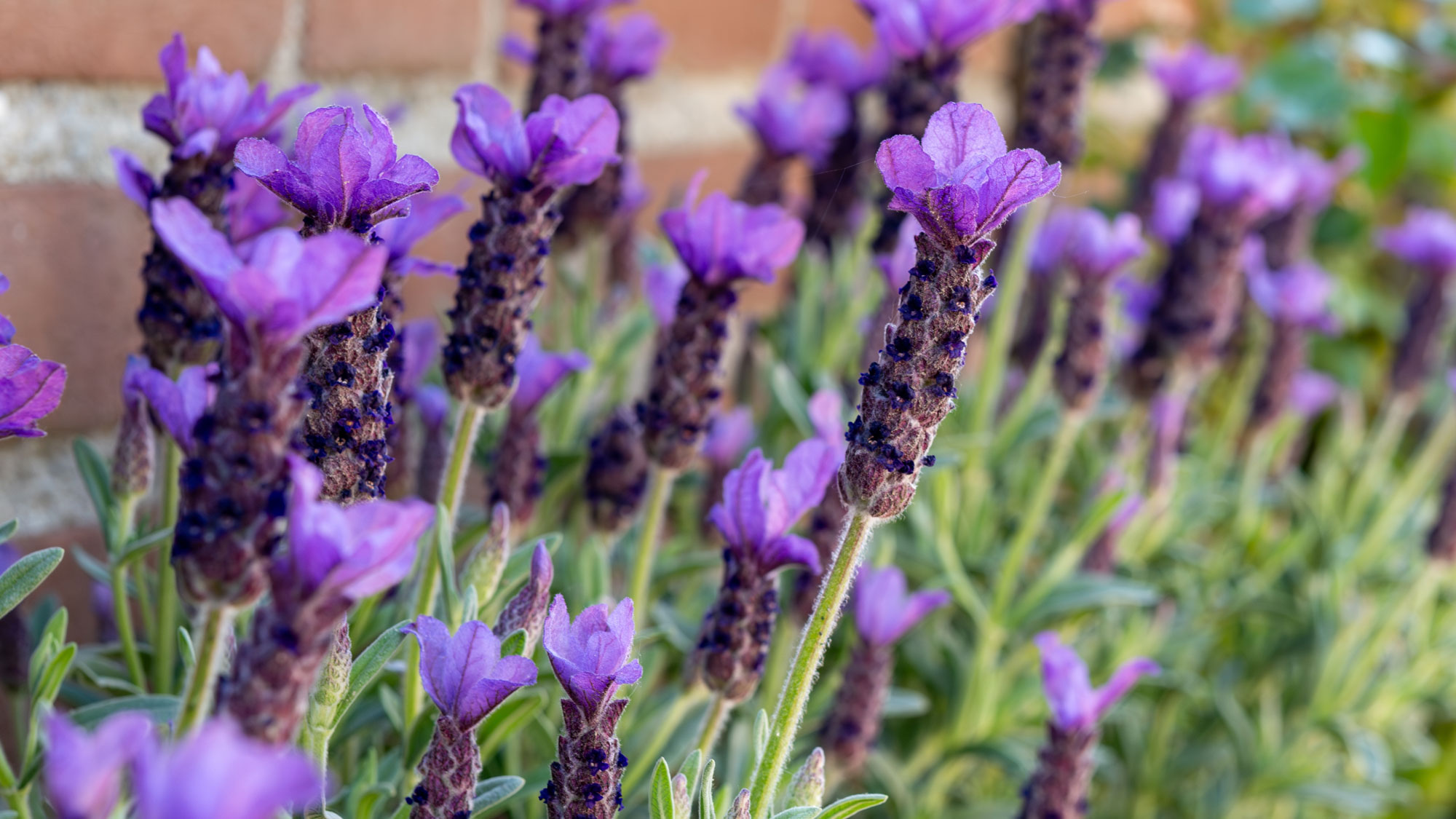 lavender plants with purple flower heads