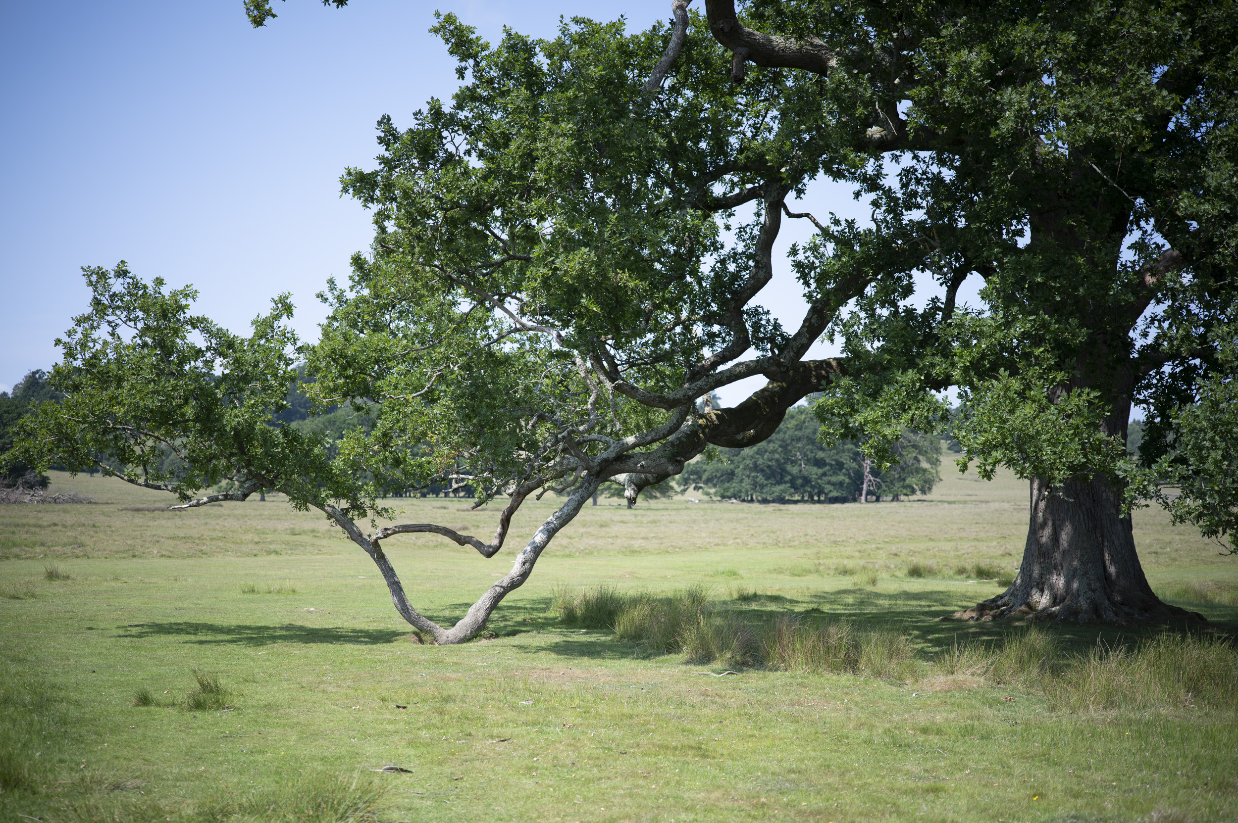 A grand tree in a national park on a sunny day, taken with the Viltrox AF 50mm F2 Air lens