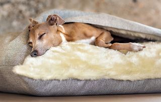 An Italian greyhound snuggling down (Photo: Grzegorz Gebik)