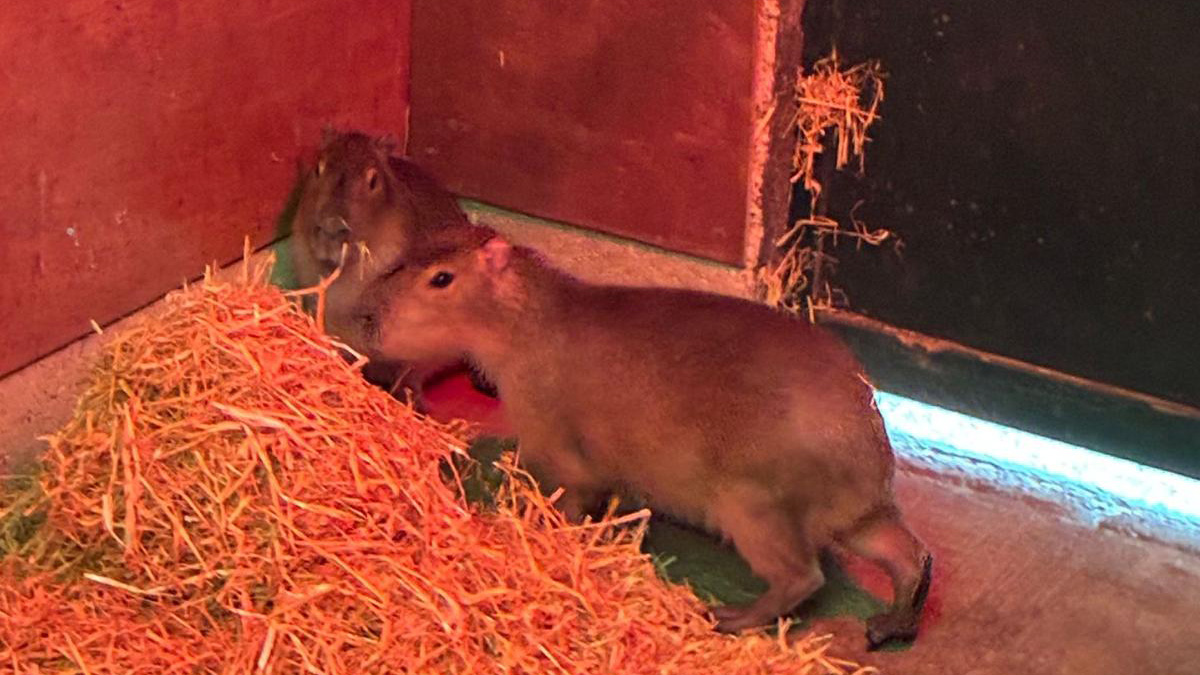 Two capybaras at Marwell Zoo, England