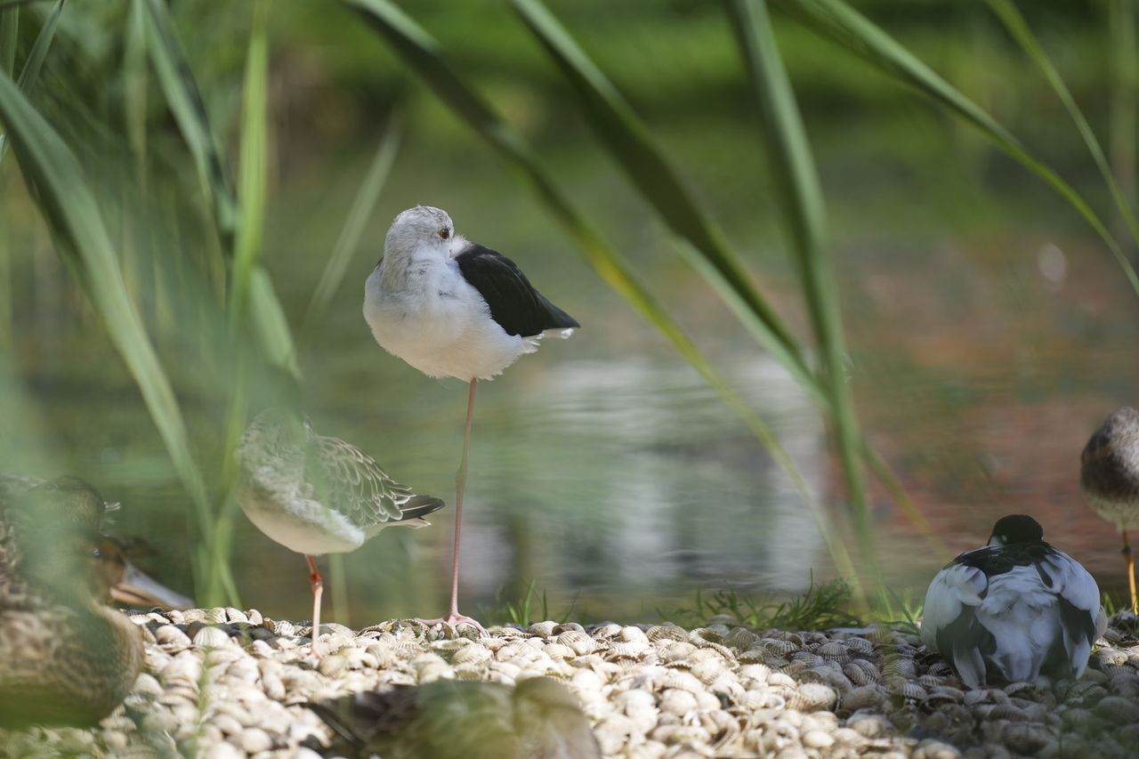 Wildlife photo of a bird standing next to water, captured with the Sony A7C II full-frame mirrorless camera