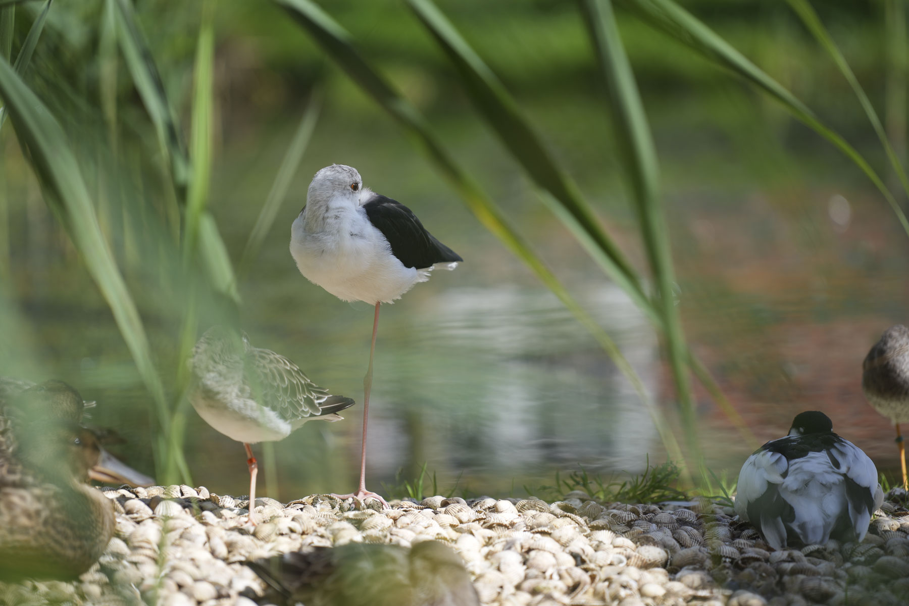 Wildlife photo of a bird standing next to water, captured with the Sony A7C II full-frame mirrorless camera