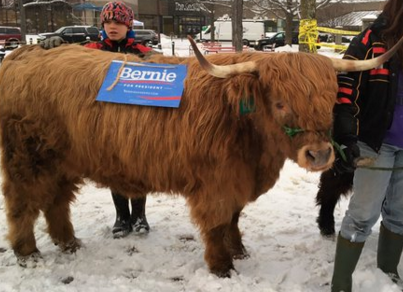 N.H. farm animals are campaigning for Bernie. 