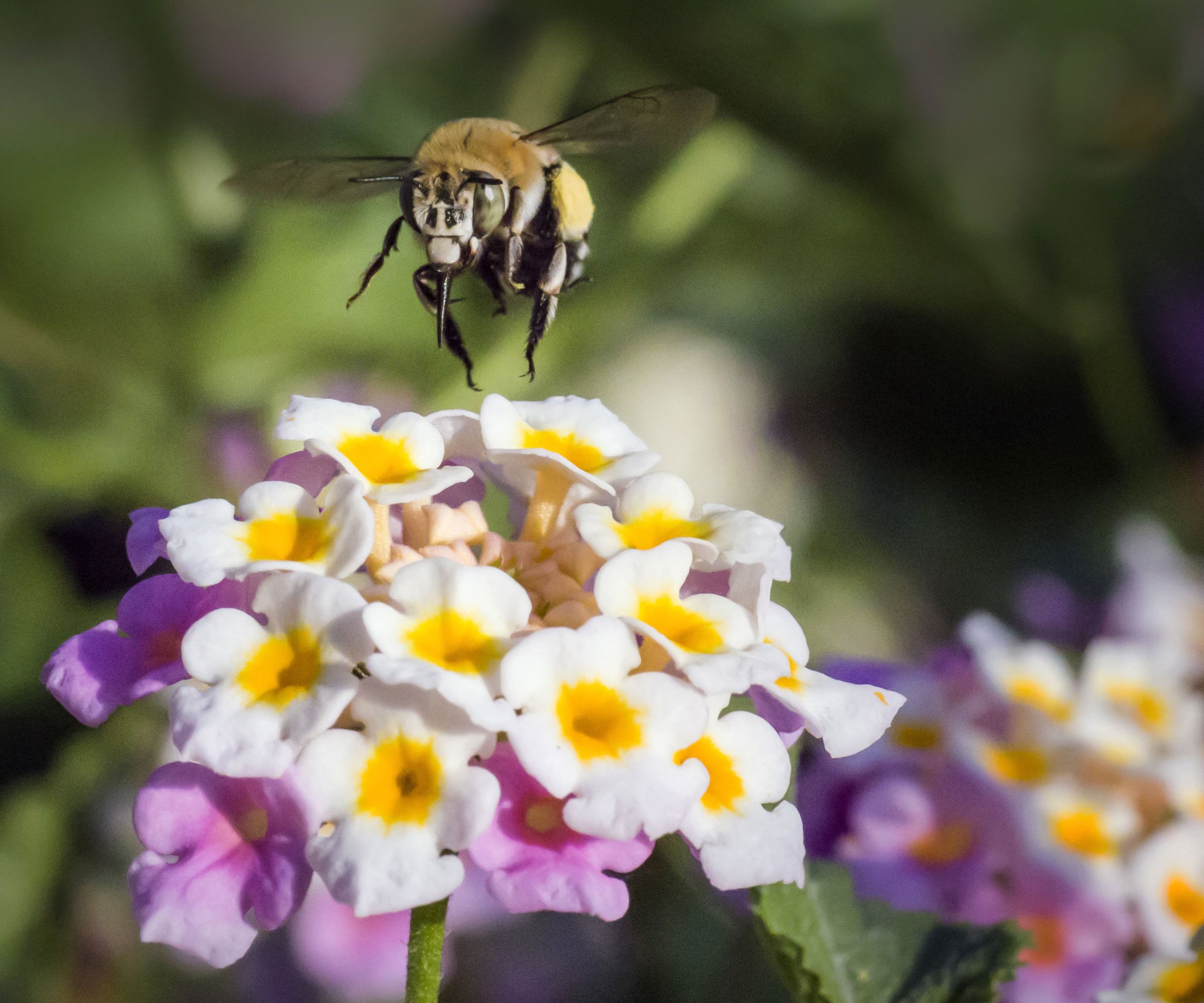 blueberry bee flying towards white and purple flowers