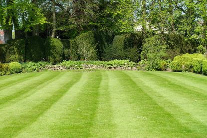 a lush garden lawn in early summer