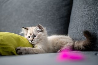 Siberian forest kitten