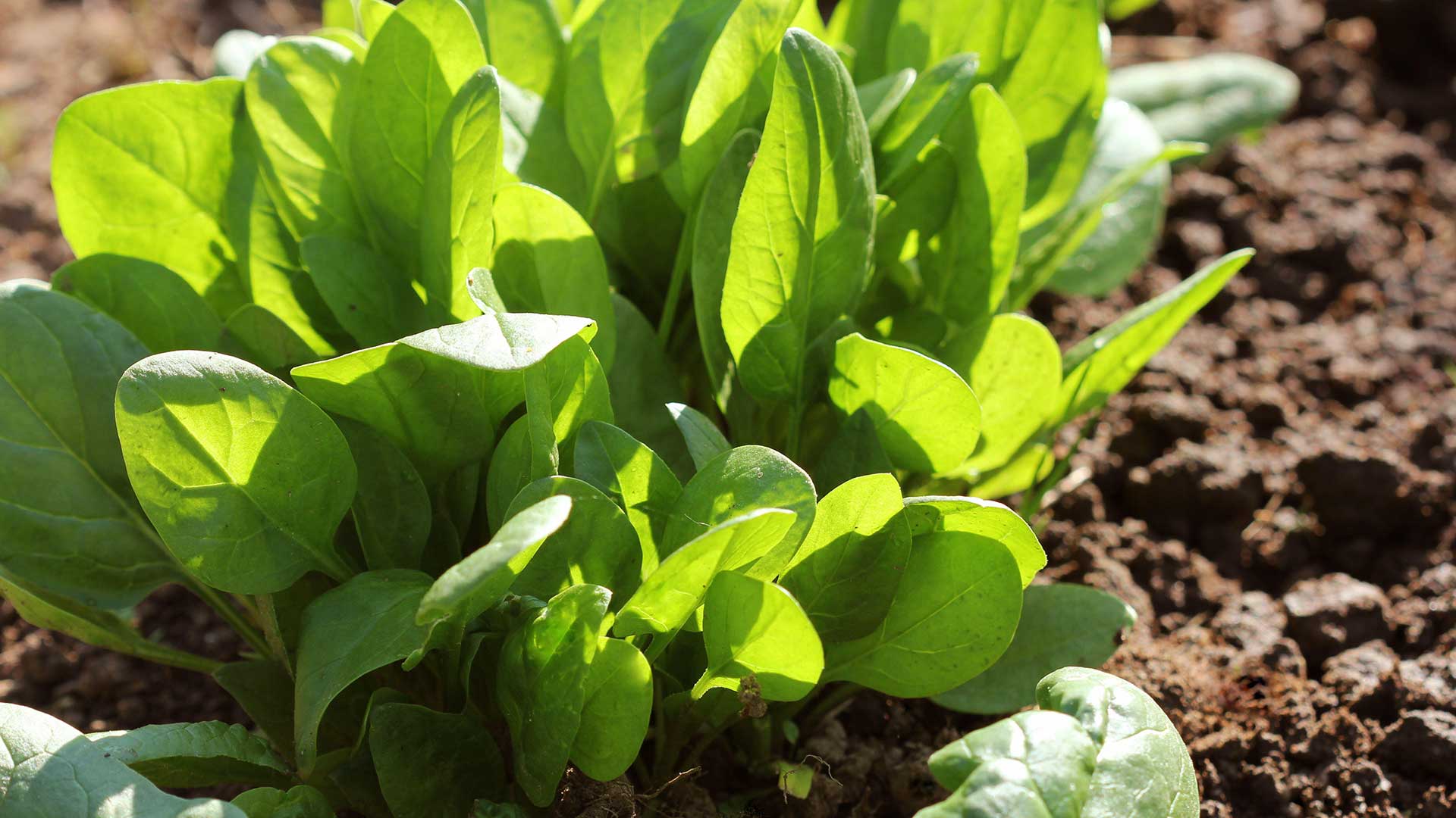 spinach leaves growing