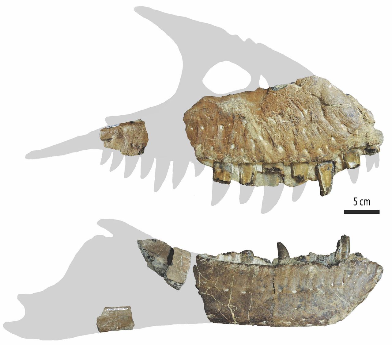 The skull and jawbones of one of the newly discovered Thanatotheristes specimens. This dinosaur had more teeth than other tyrannosaur species.
