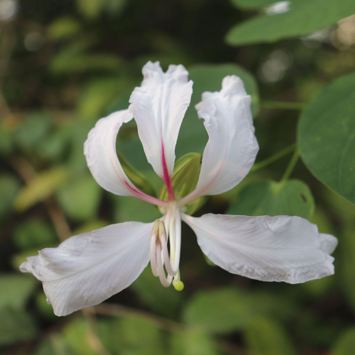 No Orchid Tree Flowers Yet? Here&rsquo;s What To Do | Gardening Know How