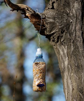 A DIY bottle bird feeder hanging on a branch