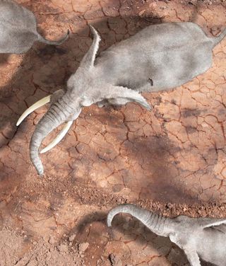 A bird comes into view on the elephant's back at a scale of 10 meters.