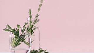 Cut rosemary in two glass vases