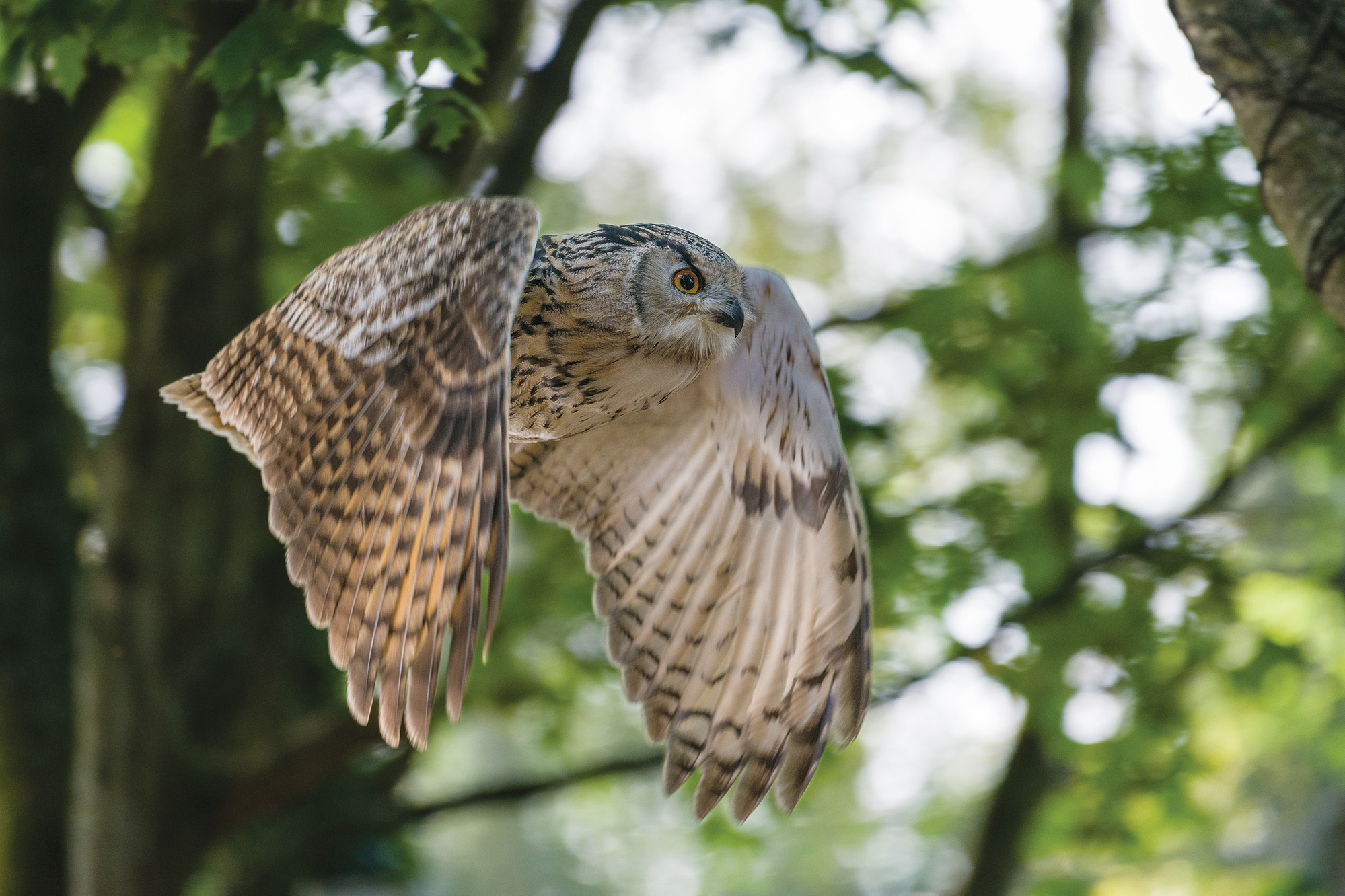How to photograph birds in flight