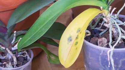 Orchid with fungal infection on leaf