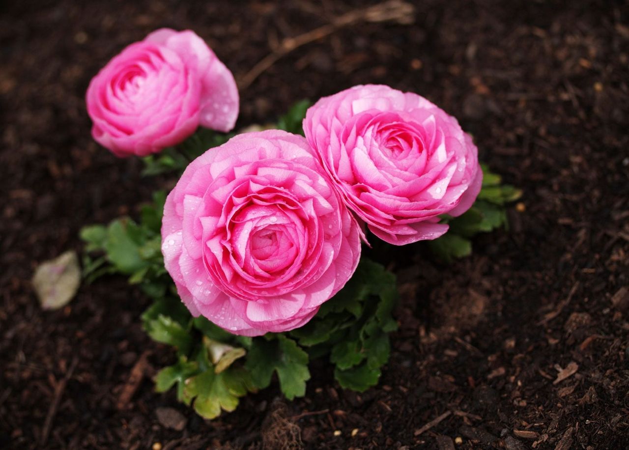 Pink Ranunculus Flowers