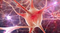 3D computer image of nerve cells, or brain cells.