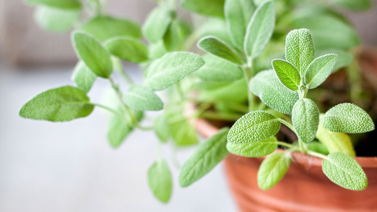 Sage plant in pot