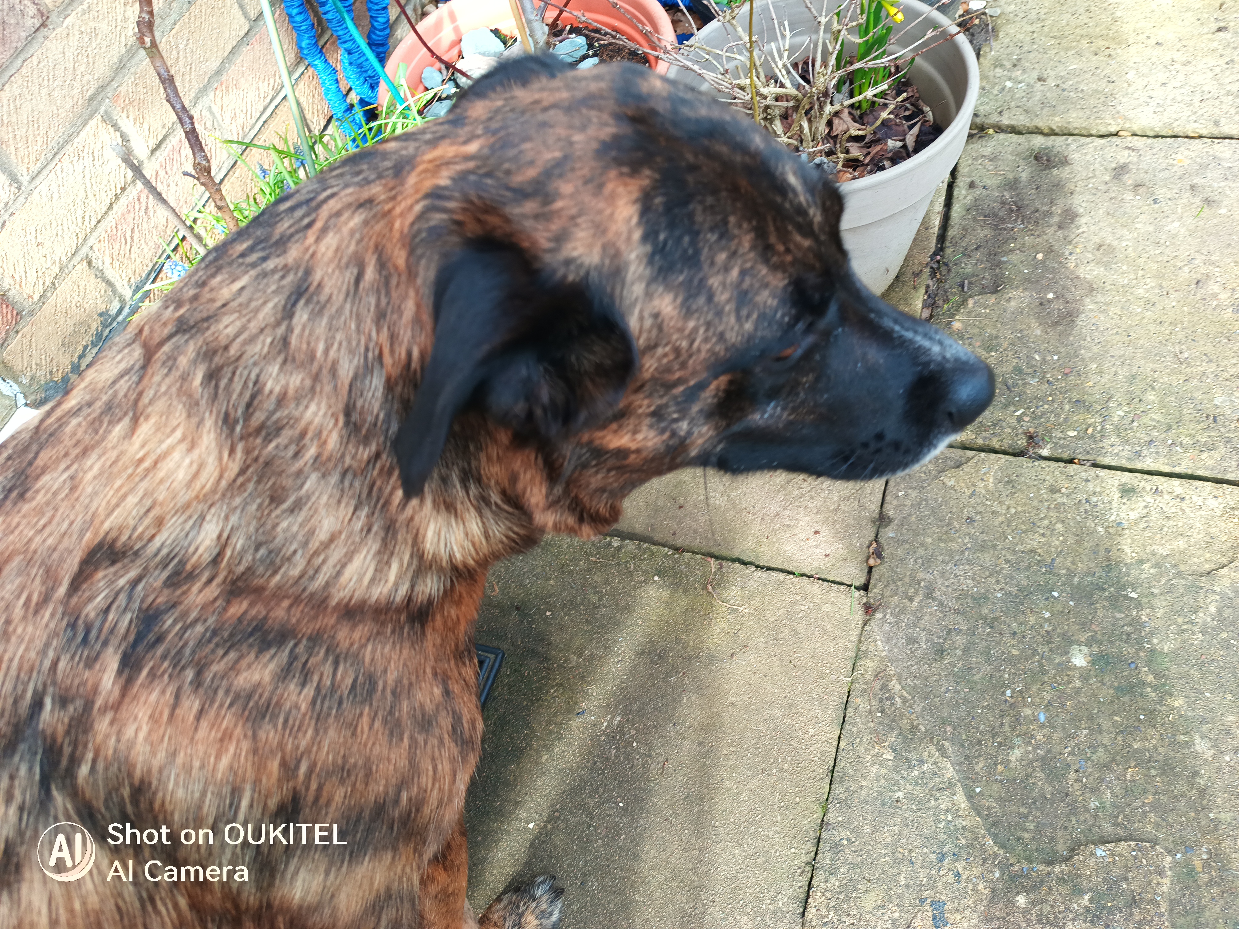 Oukitel WP61 Plus camera examples