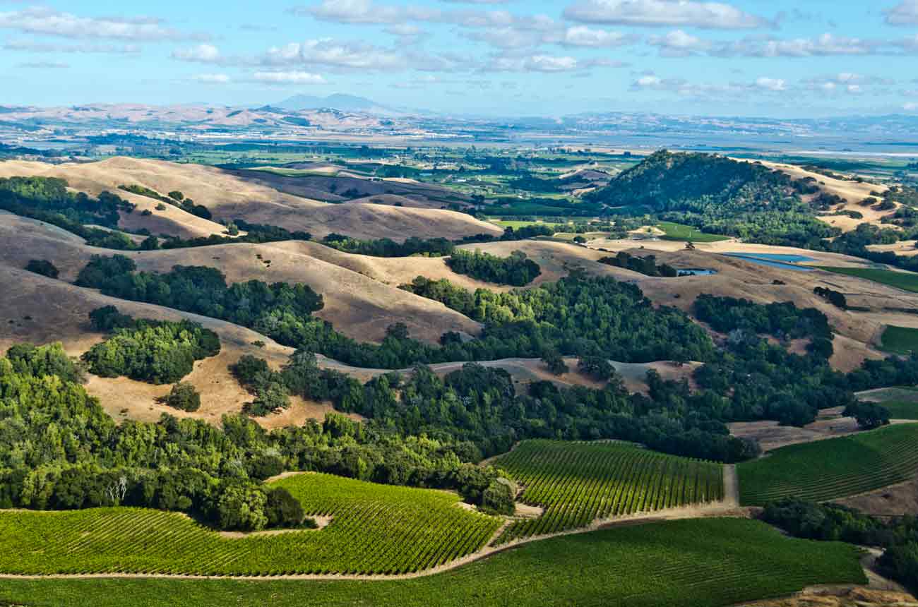 image of Sonoma County vineyards