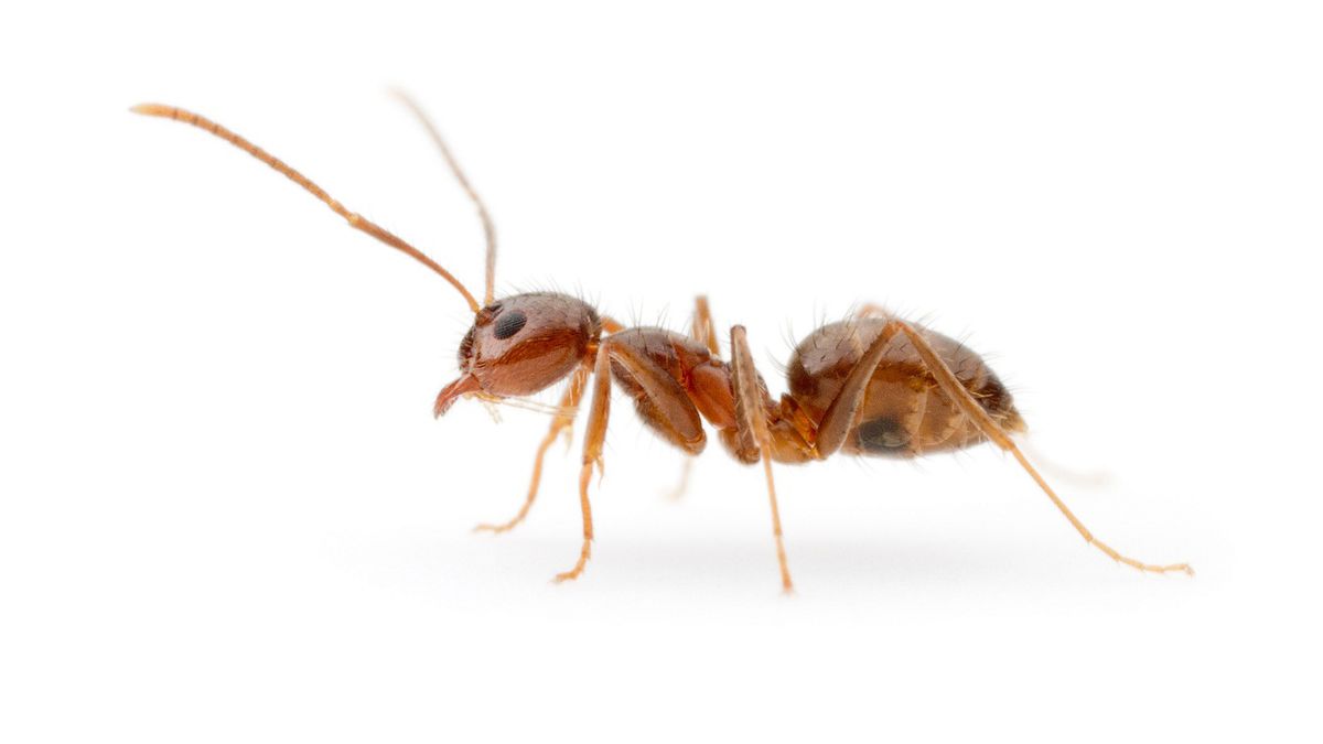 Tawny crazy ants (Nylanderia fulva) are so named because of their quick and unpredictable movements.