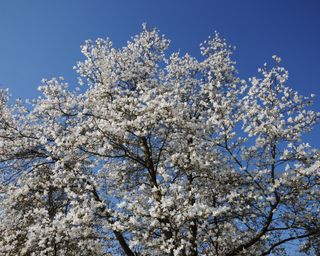 Anise Magnolia, also known as Magnolia salicifolia