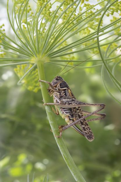 Large Insect On Dill Plant