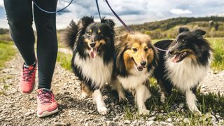 Woman walking three dogs