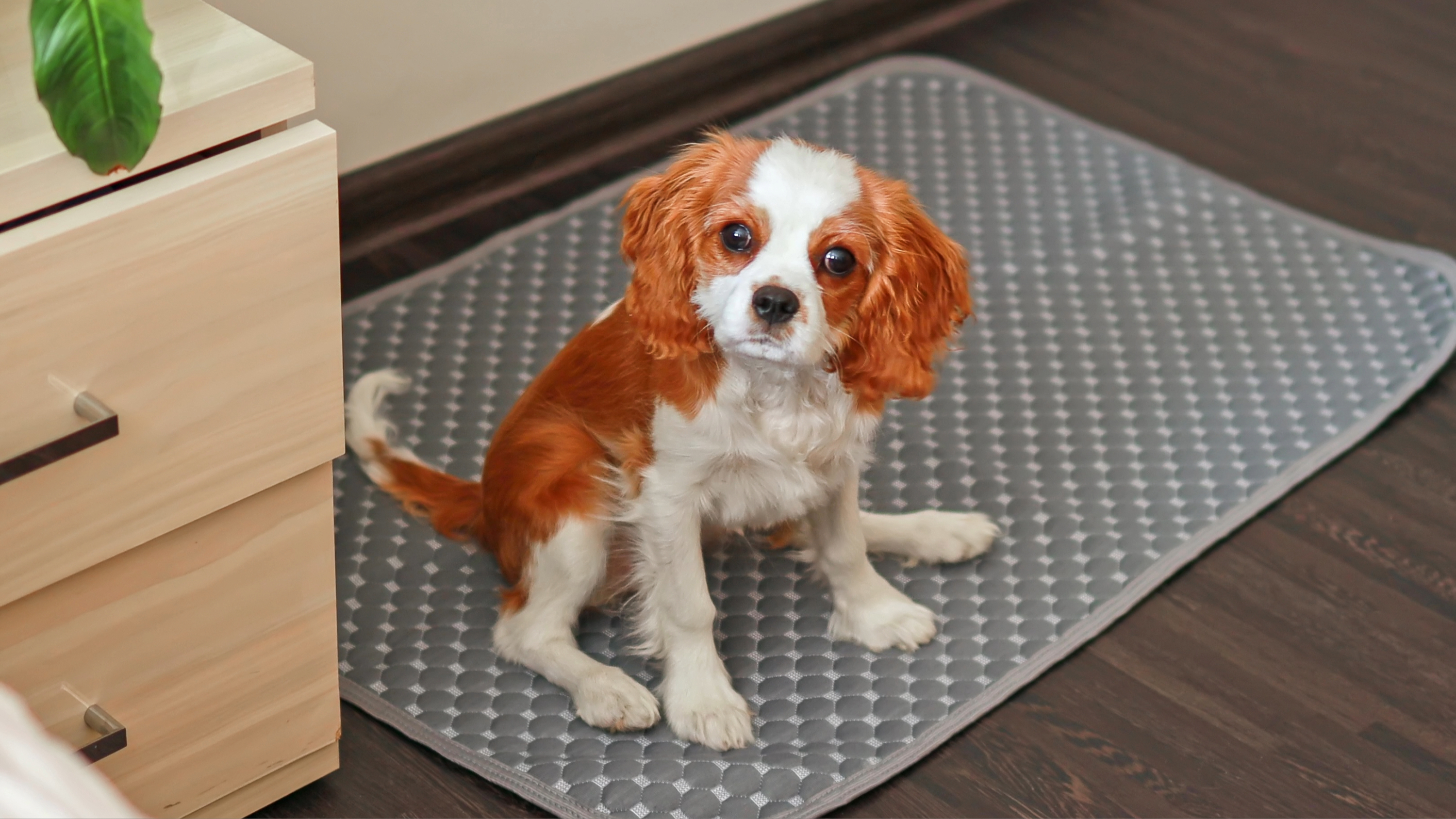 Puppy sitting on toileting mat next to a set of drawers
