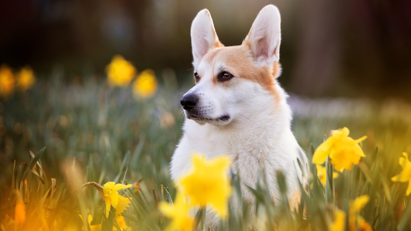 Dog sales ate daffodil