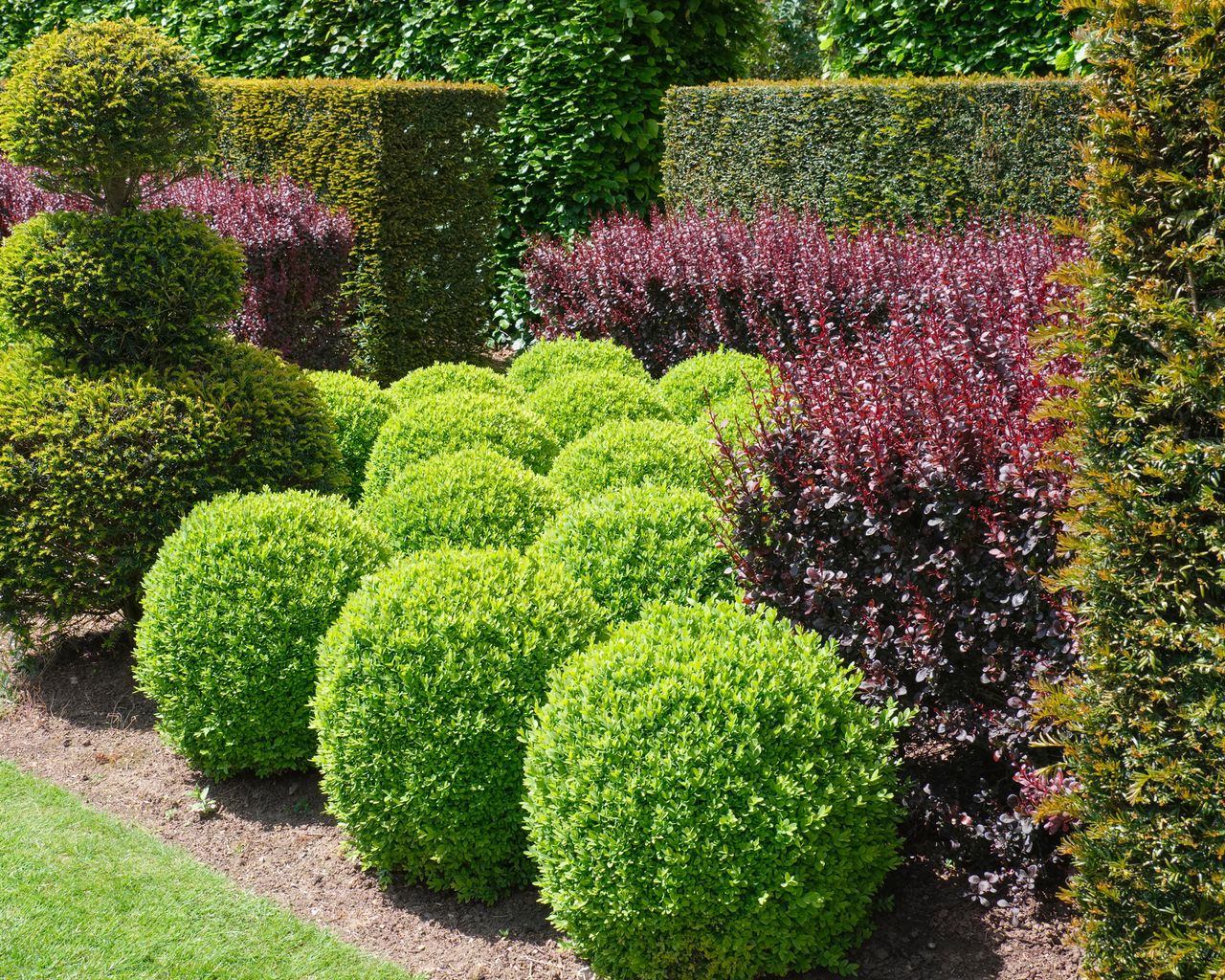 Boxwood care: a guide to growing these evergreen shrubs | Gardeningetc