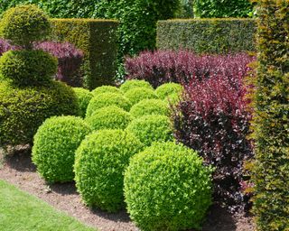 boxwood topiary bushes growing with golden yew and purple berberis