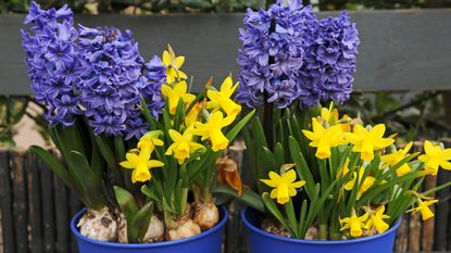 how to plant a last minute spring container