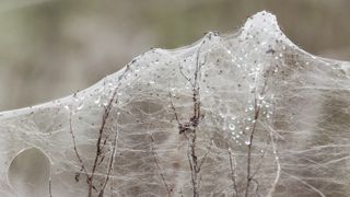 sheet of spider webs covered in spiders lain over leafless shrubs