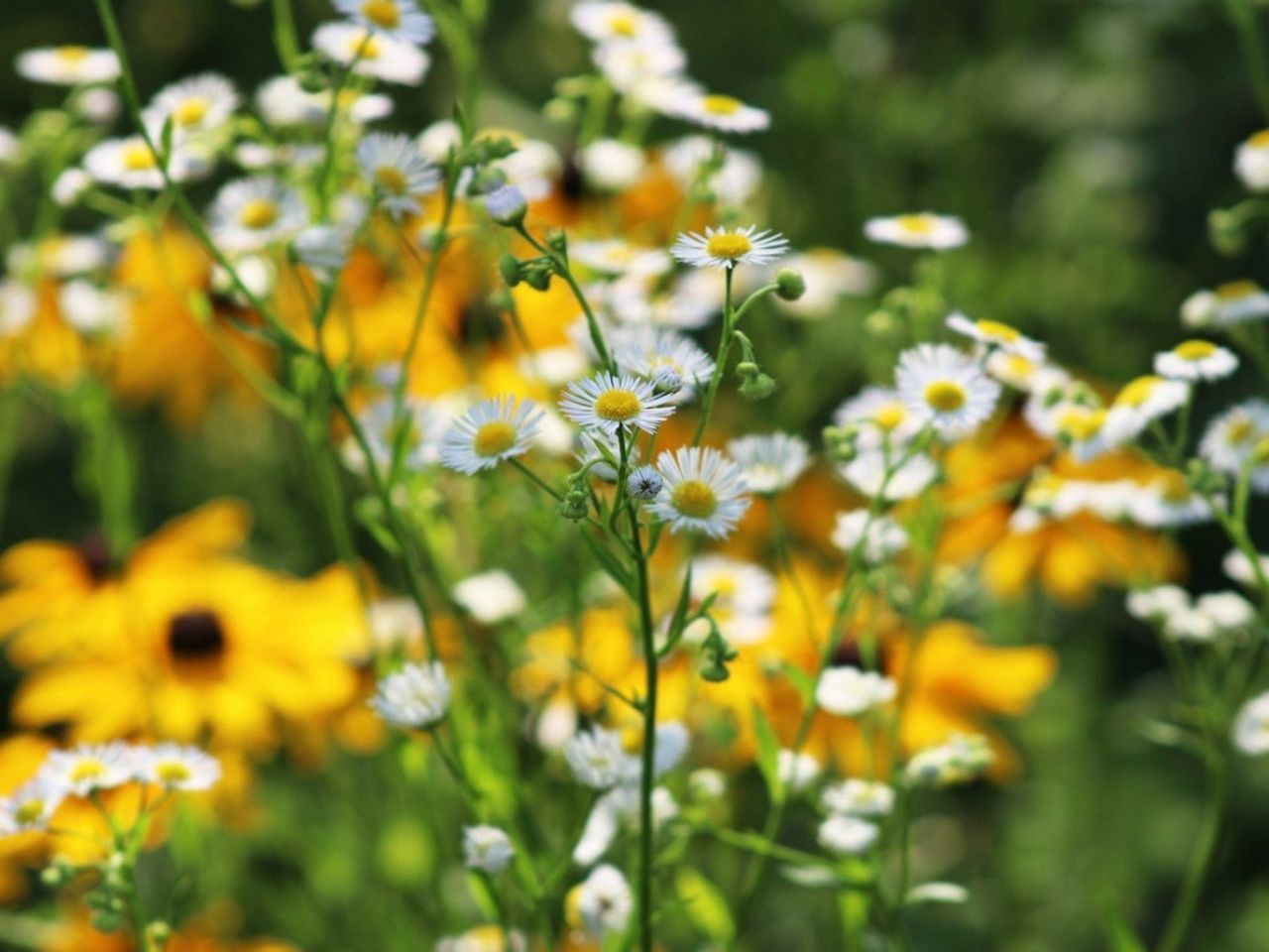 Daisies and black eyed Susans