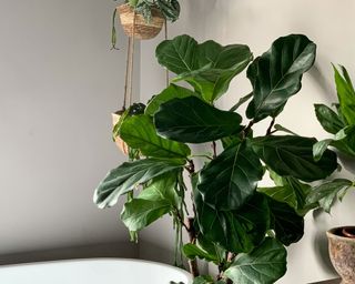 A close up of the leafy part of the fiddle leaf fig in a bathroom, positioned on a vanity next to white bathtub