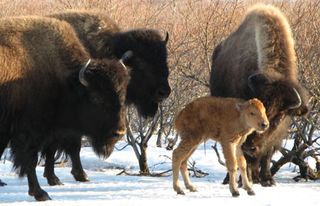 Wood bison, with a calf.