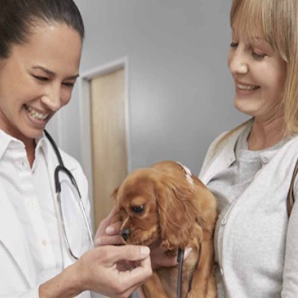 A woman holding her dog while a vet strokes the dog