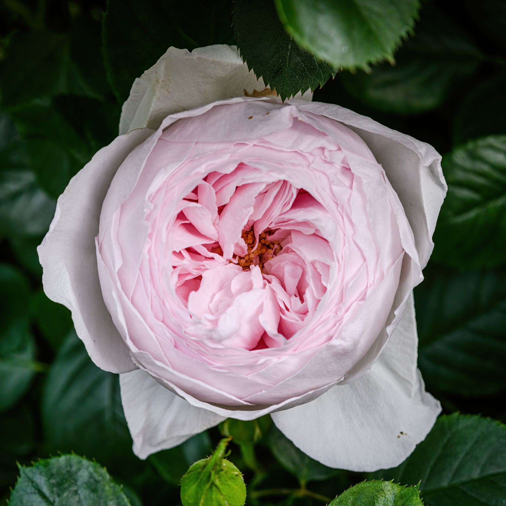 pink Earth Angel rose