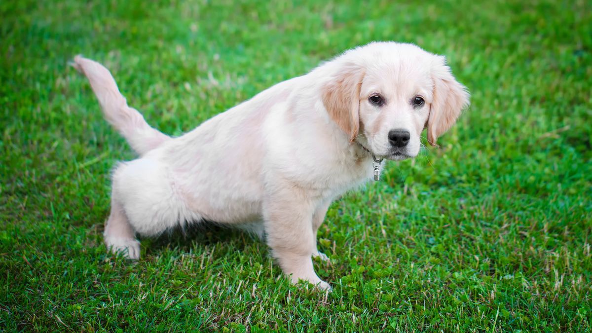 Puppy going toilet in the garden