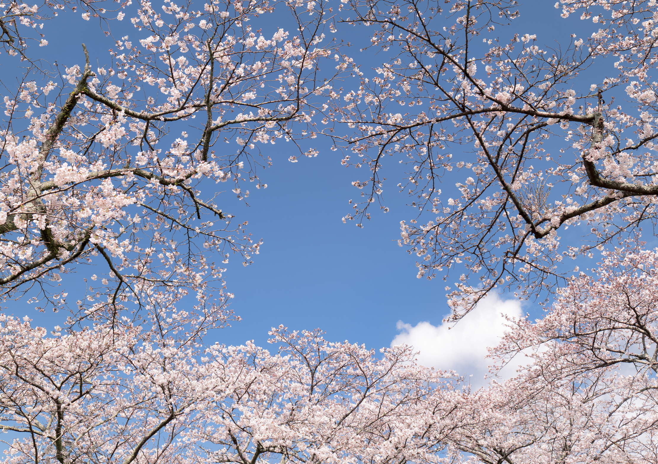 A view of cherry blossom trees blooming, with the sky behind