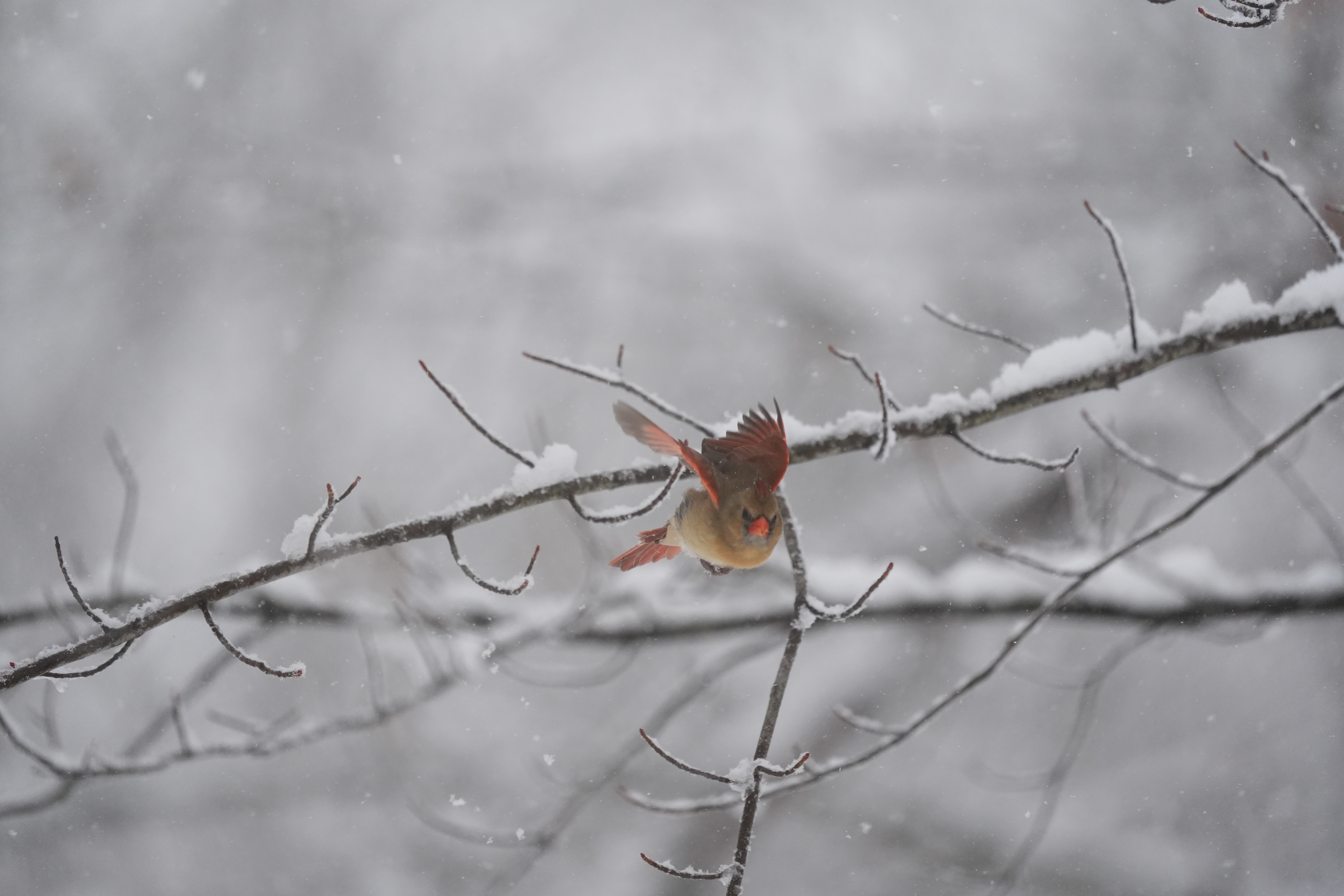 A bird photo taken with the Sony A7 V and FE 200-600mm f/25.6-6.3 G OSS
