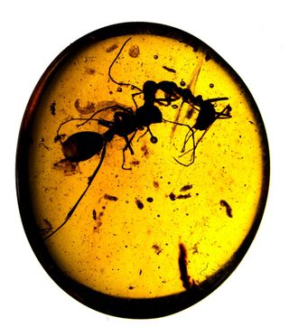 ant battle in amber