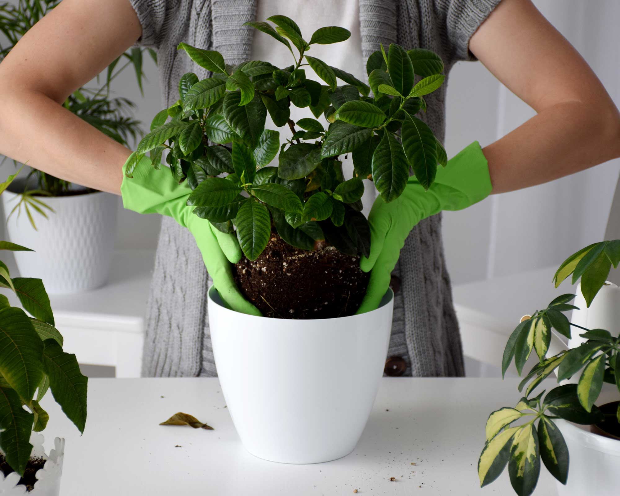 Gardenia Care And Growing Guide: Tips For These Houseplants | Gardeningetc