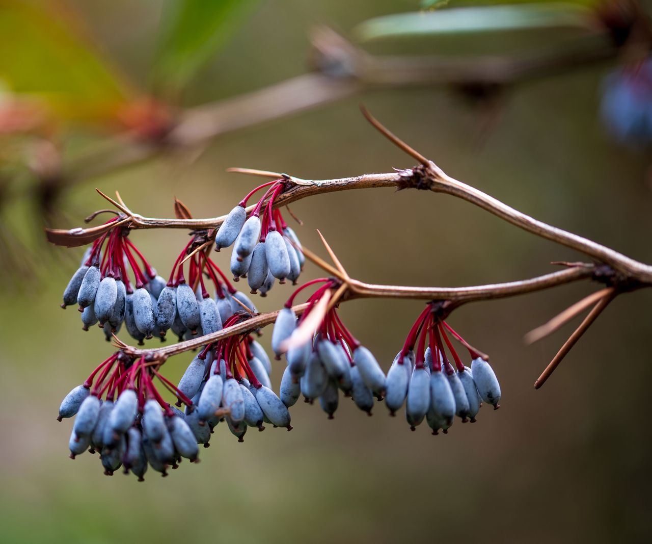 Best shrubs for fall berries 6 colorful fruiting plants Homes & Gardens