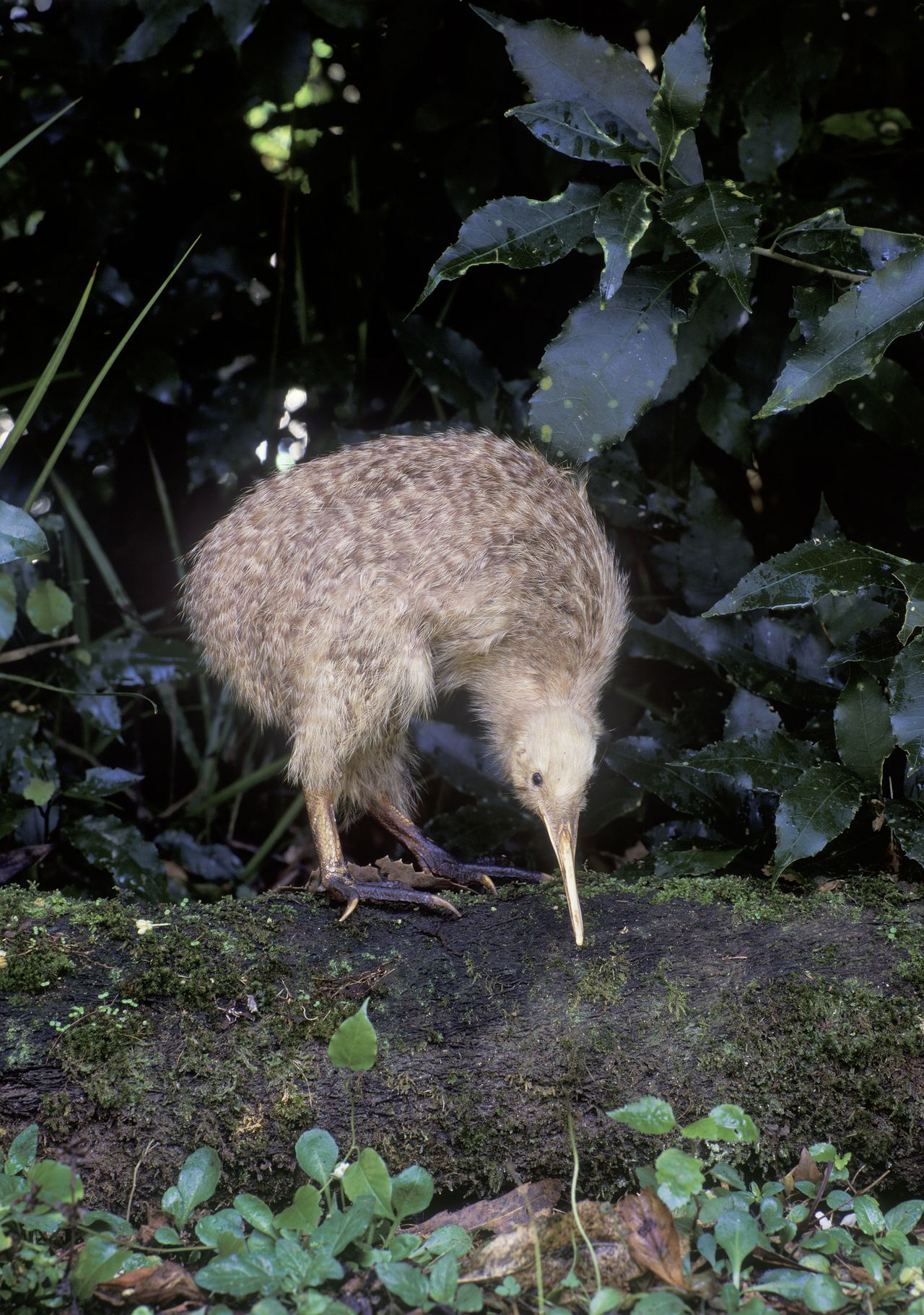 A kiwi.