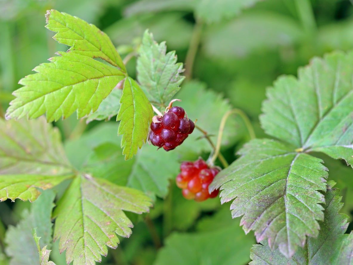 Red Raspberry Plant