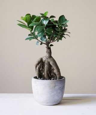 Ginseng Bonsai tree in a pot indoors