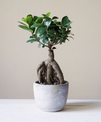 Best indoor trees: 9 leafy options for a greener home | Gardeningetc